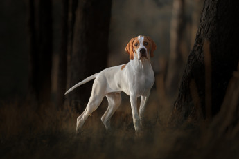 Картинка животные собаки собака легавая деревья