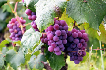обоя природа, Ягоды,  виноград, грозди