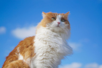 Картинка животные коты портрет взгляд небо кошка пушистая