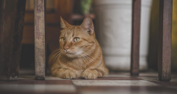 Картинка животные коты пол рыжий кот