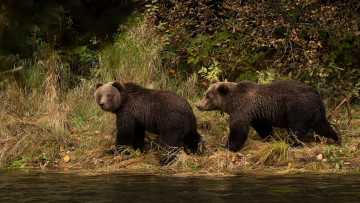 Картинка животные медведи листва осень водоем два мишки прогулка парочка пара река взгляд трава медведя бурые берег
