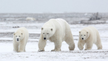 Картинка животные медведи медвежата семья снег белые медведица