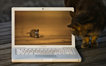 Картинка животные коты кот мышь ноутбук