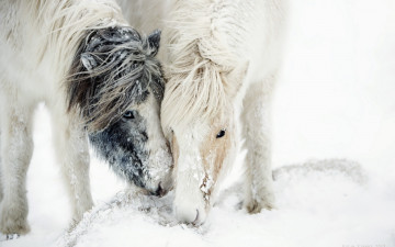обоя животные, лошади, метель, снег