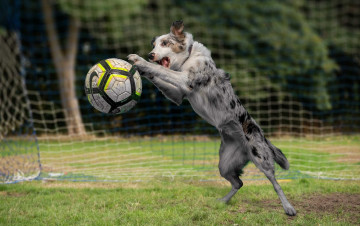 Картинка животные собаки мяч собака игра футбол