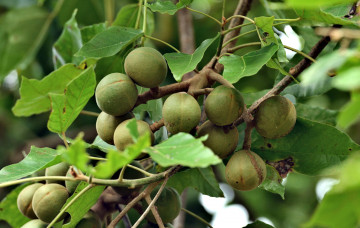 Картинка природа плоды kukuinuts hawaii state tree
