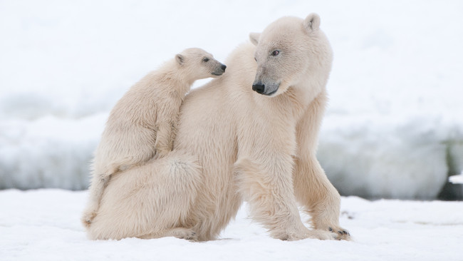 Обои картинки фото животные, медведи, медвежонок, снег, белые, медведица