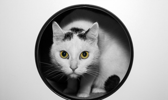 Обои картинки фото животные, коты, круг, белый, кот