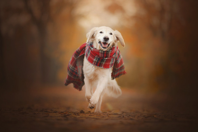 Обои картинки фото животные, собаки, осень, золотистый, ретривер, собака, шарф, прогулка, боке, голден