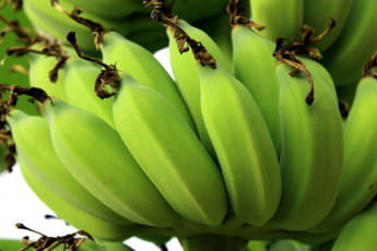 Картинка природа плоды зеленые бананы