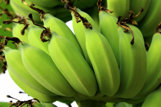 Обои картинки фото природа, плоды, зеленые, бананы