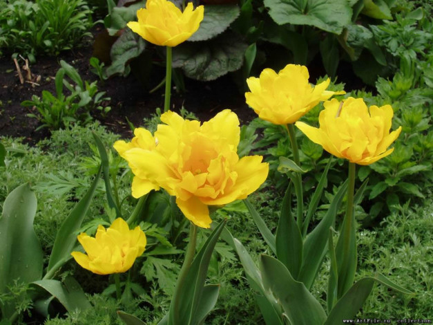 Обои картинки фото желтые, тюльпаны, цветы