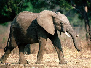 Картинка sure footed young african elephant животные слоны