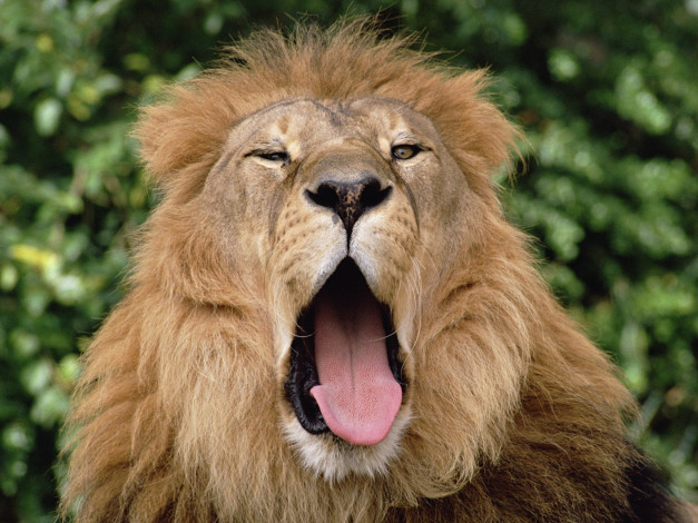 Обои картинки фото sleepy, lion, животные, львы