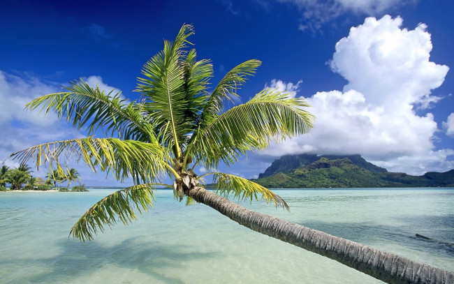 Обои картинки фото bora, french, polynesia, природа, деревья