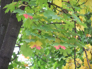 Картинка природа листья клен осень