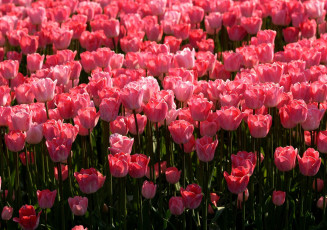 Картинка цветы тюльпаны много красный