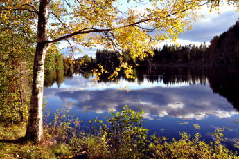 Картинка природа реки озера берёза озеро дерево лес