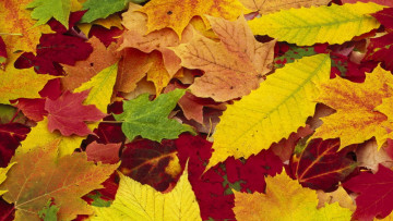 Картинка природа листья желтые красные разноцветные осень
