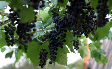 Картинка природа Ягоды виноград листья лоза