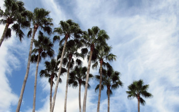 Картинка природа тропики облака пальмы
