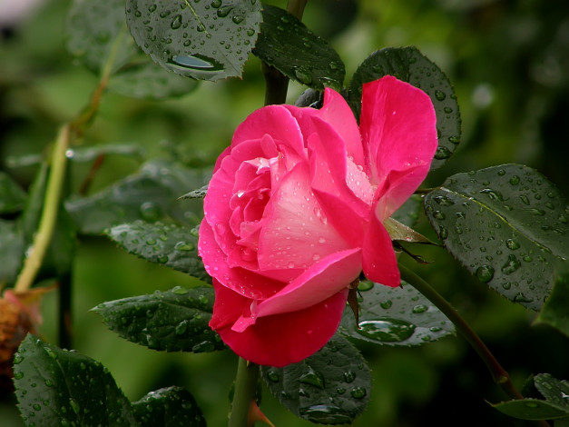 Обои картинки фото цветы, розы, капли, розовый, зеленый