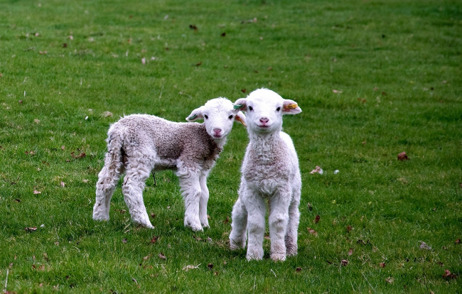 Обои картинки фото животные, овцы, бараны, кудрявый, малыши, трава