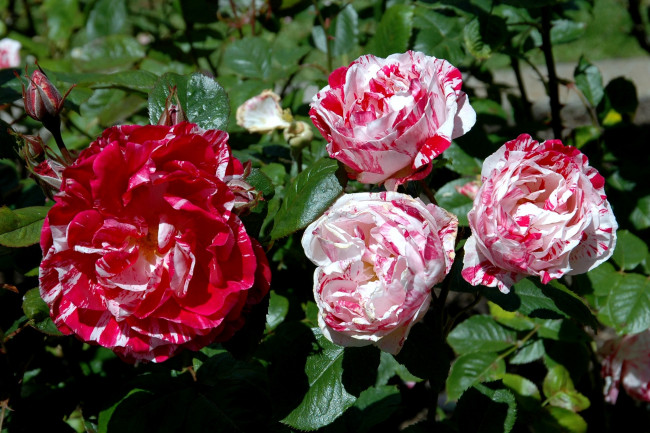 Обои картинки фото цветы, розы, пестрый, красный, белый