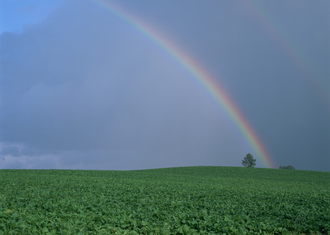 Обои картинки фото природа, радуга, поле