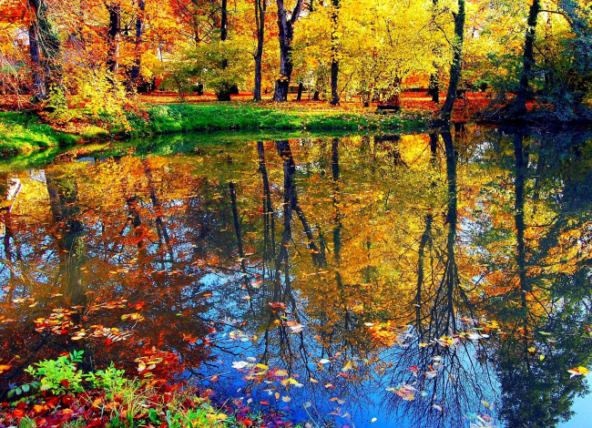 Обои картинки фото природа, реки, озера, вода, деревья, осень, листья