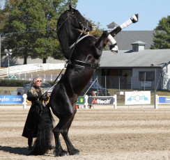 Картинка friesian rearing up животные лошади жеребец вороной на дыбах