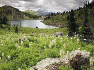 Картинка природа реки озера камни цветы ёлки трава горы озеро
