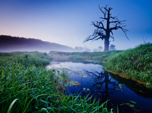 Картинка природа реки озера небо лес река дерево осока туман