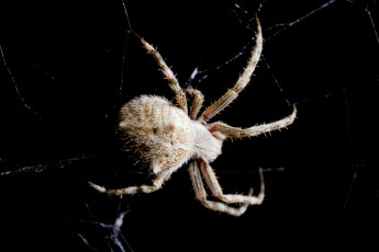 Картинка животные пауки паук паутина