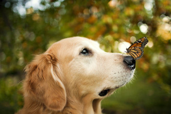 обоя животные, разные, вместе, собака, бабочка