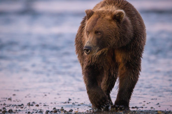 Картинка животные медведи бурый побережье прогулка