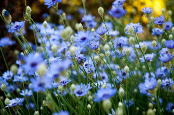 Картинка цветы васильки много голубой