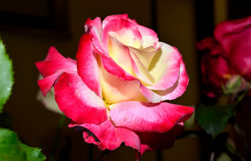 Картинка цветы розы яркий лепестки