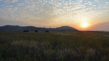 Картинка природа луга бизоны луг закат горы пейзаж