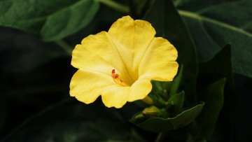 Картинка цветы темный желтый мирабилис