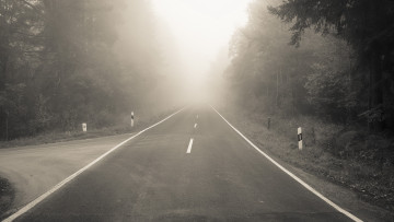 Картинка природа дороги лес разметки туман