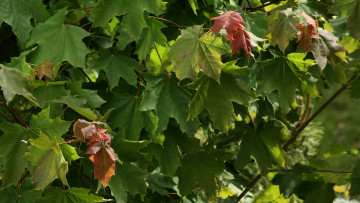 Картинка природа листья ветка лисмтья