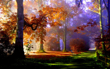 Картинка foggy park природа парк туман деревья аллея
