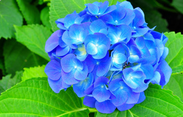 Картинка цветы гортензия синий шар