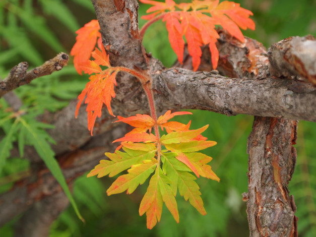 Обои картинки фото осень, природа, листья