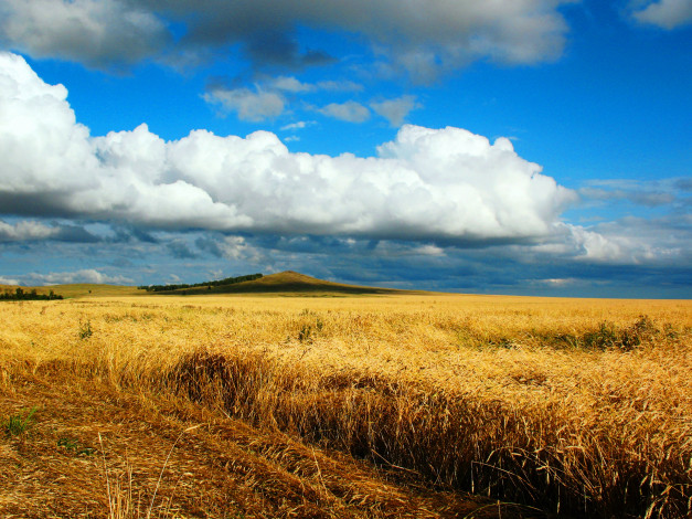Обои картинки фото песня, жаворонка, природа, поля, кокшетау, небо, пшеница, сентябрь, поле, осень, пейзаж