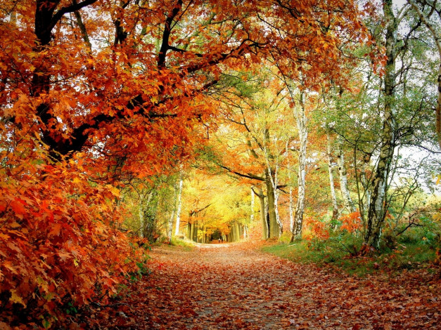 Обои картинки фото природа, дороги, дорога, желтые, листья, деревья