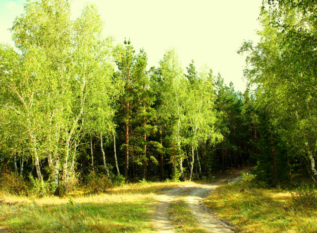 Обои картинки фото лесная, завирушка, природа, дороги, казахстан, зелень, лес, береза, лето