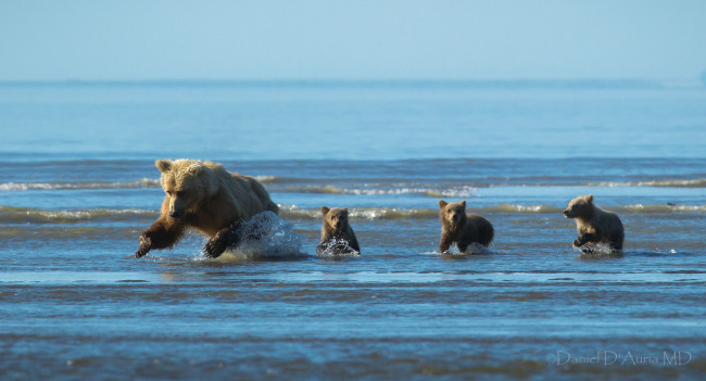 Обои картинки фото животные, медведи, мама, малыши, вода, охота