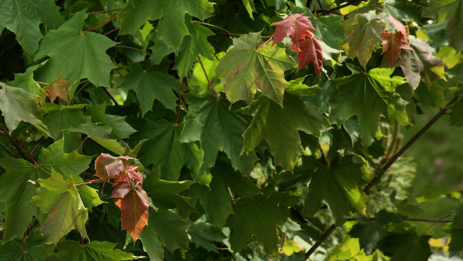 Обои картинки фото природа, листья, ветка, лисмтья